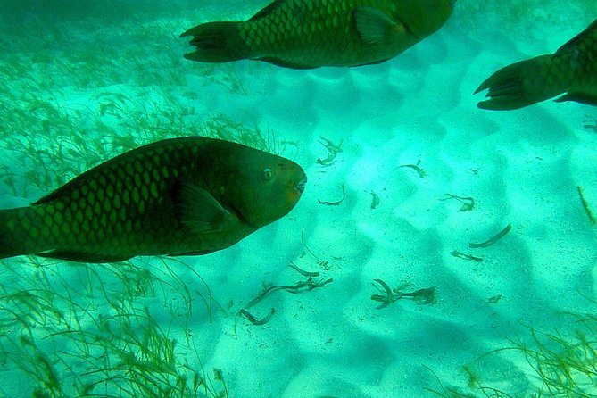 A Unique Private Snorkel Tour of Key Largo - Tour Inclusions
