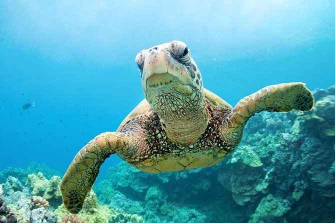 Abu Dabbab National Park Over Day Snorkel With Turtles-Marsa Alam - Accessibility Features
