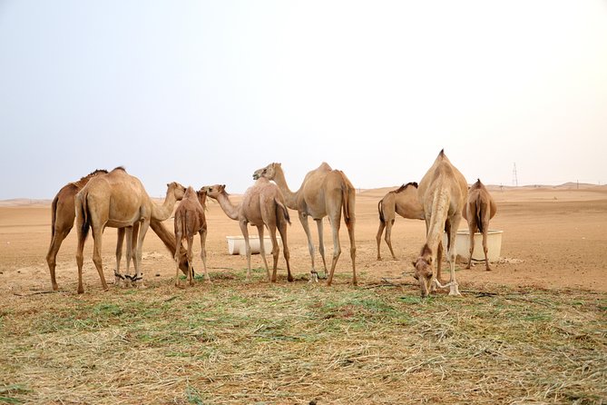 Abu Dhabi Morning Safari - Health and Safety Guidelines