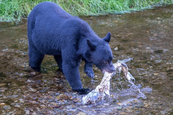 Alaska Wildlife Safari and Sightseeing Tour Review - Meeting and Pickup Logistics