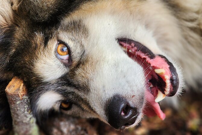 Alaskan Sled Dog Excursion in Fairbanks - Booking Your Unforgettable Adventure