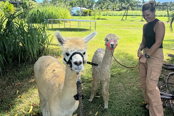 Alpaca Farm Experience on the Road to Hana - Activity Overview