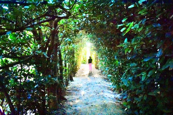 Amami Oshima Mangrove Kayaking, Waterfall and Cape Walking Tour