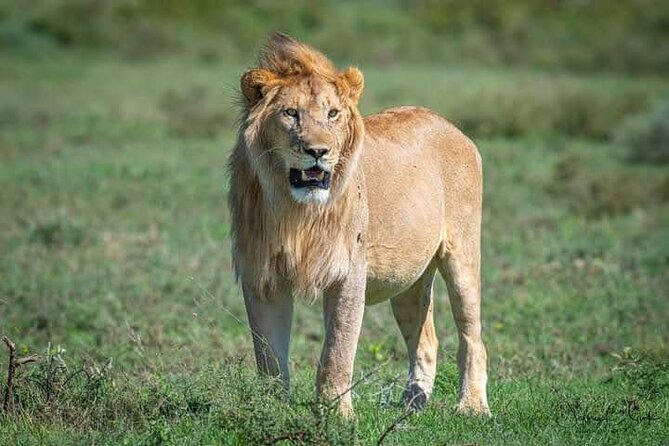 Amboseli National Park for 1 Night and 2 Days - Inclusions and Exclusions