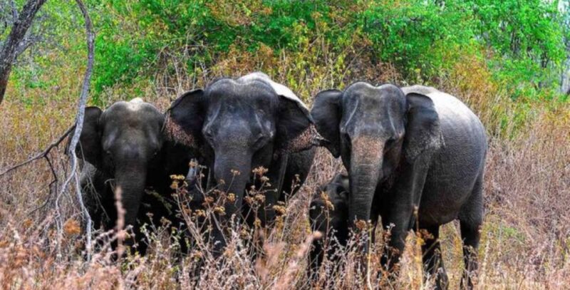 An 8-Days Adventure and Wildlife Exploration in Sri Lanka - Accommodation and Meals