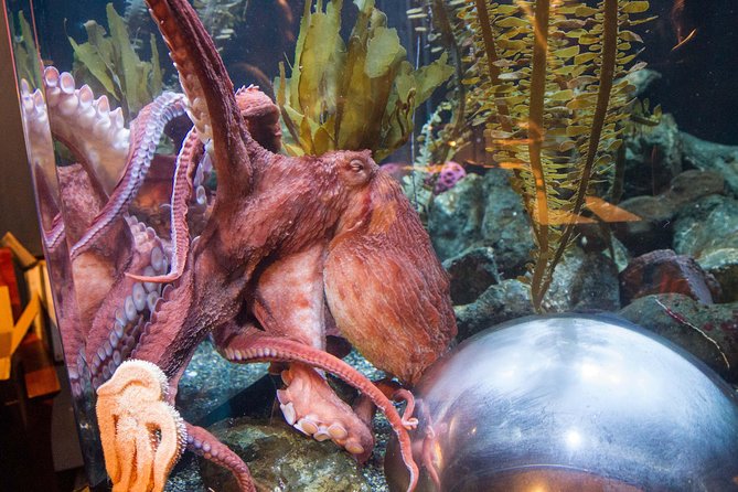 Aquarium of the Bay General Admission Ticket - Reviews and Feedback