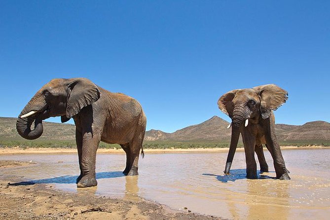 Aquila Safari Game Drive, Lunch & Shared Transfers From Cape Town - Pricing Information