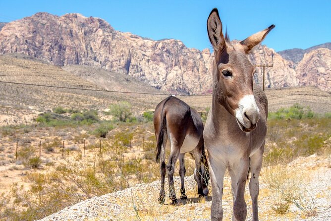 Audio Driving Tour: Grand Canyon West, Hoover Dam Red Rock Canyon - Meeting and Pickup