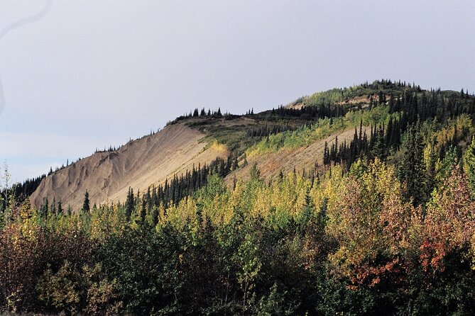 Authentical Denali Tour From Denali Park and Fairbanks - Reviews and Feedback