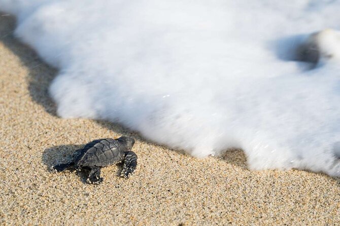 Baby Turtle Release Tour + Pick up + Courtesy in Puerto Escondido! - Photography Guidelines