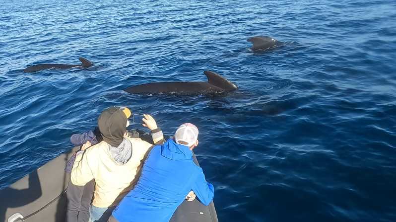 Basque Country: Dolphin Watching Boat Trip - Booking Information