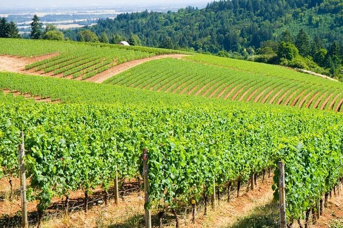 Best Wines Best Views Tour Review - Tour Experience and Accessibility