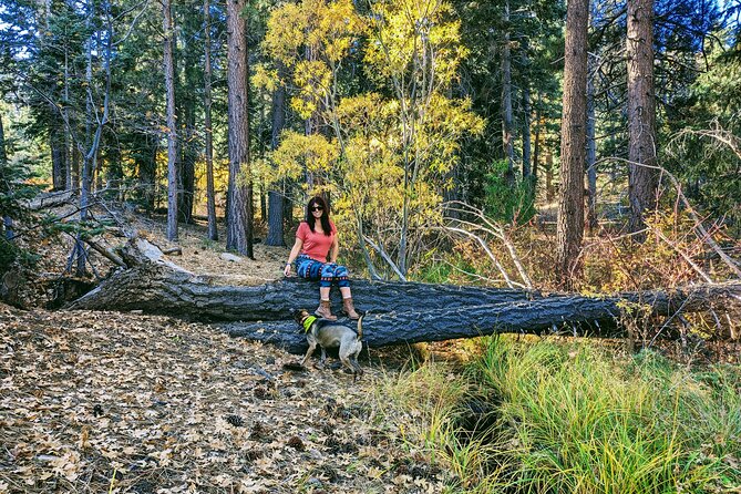 Big Bear Fall Colors Hiking Tour in Southern California - Accessibility and Participation