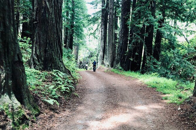 Big Surs Old Coast Road Ebike Tour - Health and Safety Requirements