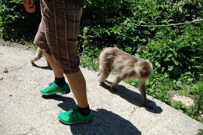 Bike Rentals in Nagano to Explore Snow Monkey Park. - Information About the Meeting and End Points