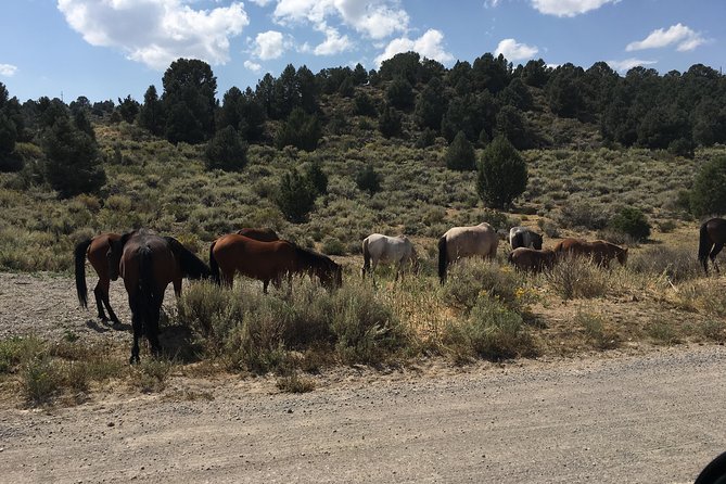 Biking Adventure Tour From Reno - Health and Safety Guidelines