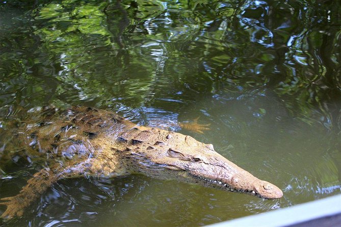 Black River Safari With Transport From Montego Bay - Testimonials and Reviews