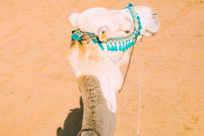 Camel Ride and Dinner in the Agafay Desert With Transportation - Pickup Information