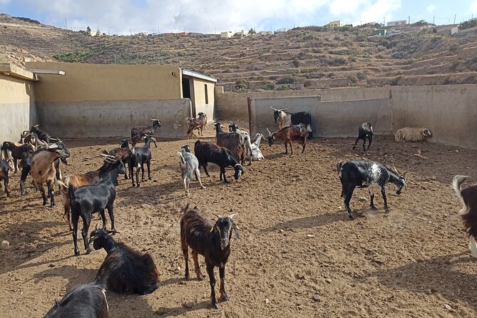 Canarian Animal Farm Car Tour. Goat Cheese and Local Wine. - Pickup and Transportation Details