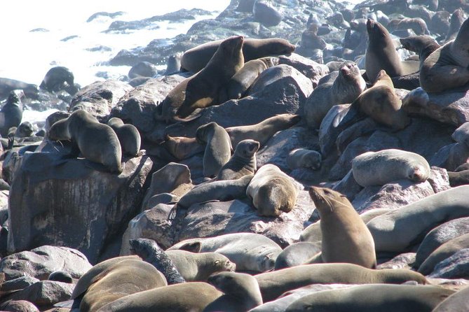 Cape Cross Seal Colony Tour From Swakopmund, Namibia - Accessibility Information