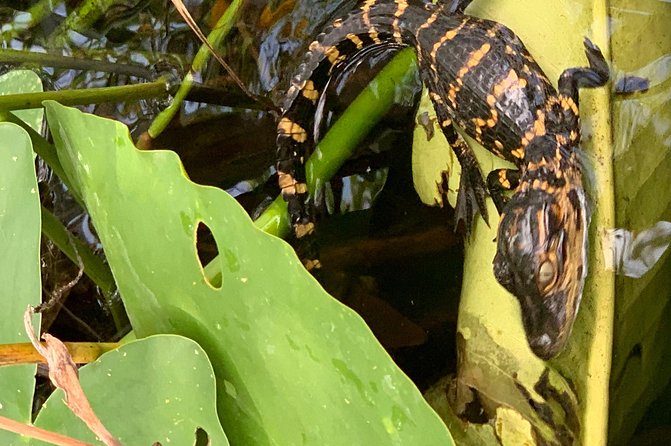 Captain Willy Airboat - Amenities and Inclusions