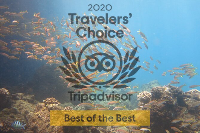 Certified Guided Shore Dive in Lahaina - Health and Safety Guidelines