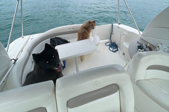 Chicago Private Boat Rental Review: A Unique Experience - Meeting and Transportation
