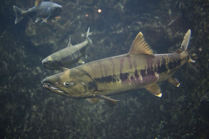 Chitose River Upstream Viewing Tour to Experience Salmon Culture - Inclusions and Pricing