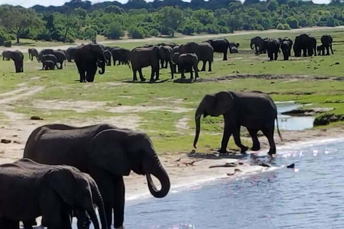 Chobe Day Trip From Livingstone - Customer Experiences and Feedback