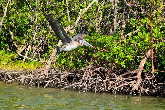 Clear/Standard Kayak Self Guided Island EcoTour Bonita Springs! - Exploring Estero Bay