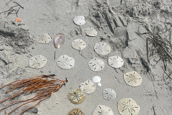Coastal Excursion/Sunset Cruise/Sand Dollars/Sea Shells/Horses - Riding Horses by the Shore