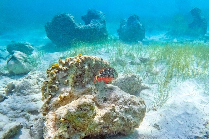 Coral Snorkeling Private Tour in Punta Cana With Seafood Lunch - Itinerary Overview