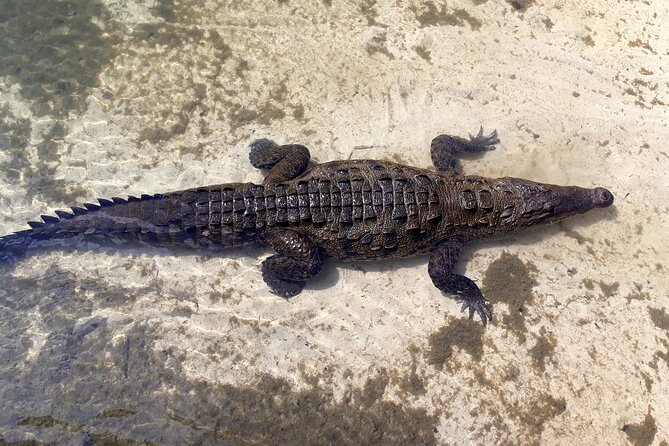 Cozumel National Park and Beach Break: Private Tour - Inclusions of the Tour