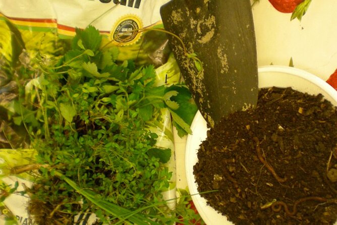 Creative Workshop - Vegetable Garden in Boxes - Accessibility Features