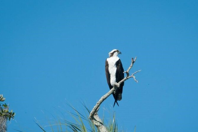 Crystal River National Wildlife Refuge Sightseeing Cruise - Tour Features and Accessibility