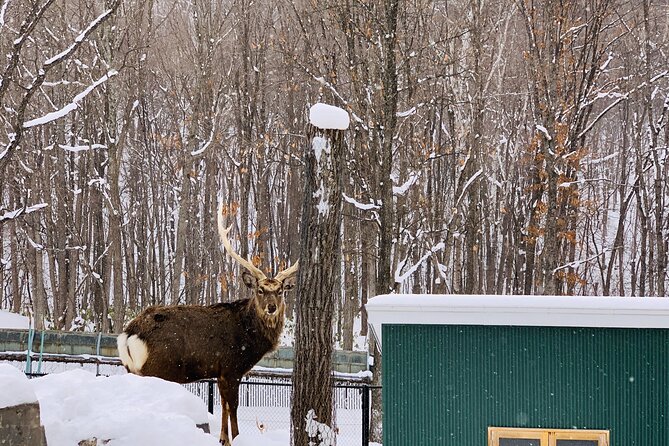 Day Tour to Asahiyama Zoo Biei Blue Pond Furano by Private Car - Health and Accessibility