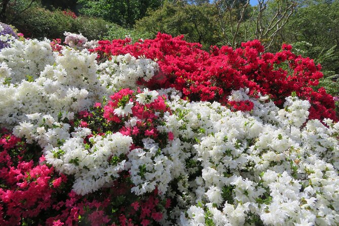 Day Trip Ashikaga Flower Park by Private Car From Tokyo - Accessibility and Dietary Information