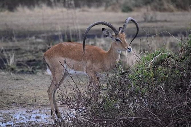 Day Trip Lake Manyara - Group Size and Pricing