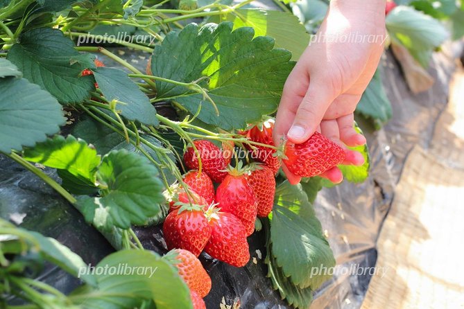 Day Trip to Fruits Pick & Shopping in Fukuoka With Minibus:7m - Costs and Cancellation Policy