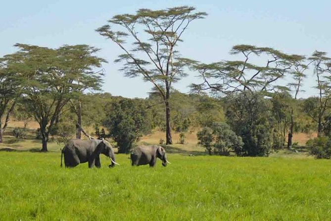 Day Trip to Selous National Park From Zanzibar or Dar Es Salaam - Tour Inclusions