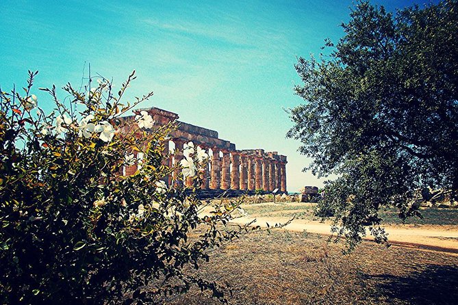 Day Trip to the Acropolis of Selinunte From Trapani - Meeting and Pickup Details