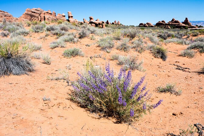 Delicate Arch Trail Self-Guided Audio Walking Tour - Participation and Accessibility