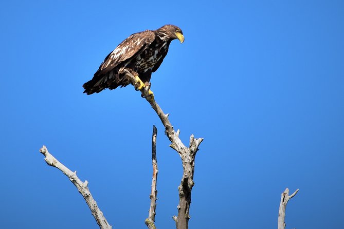 Discover Danube Delta From Bucharest - Private Tour for 5 Days - Accommodation and Dining