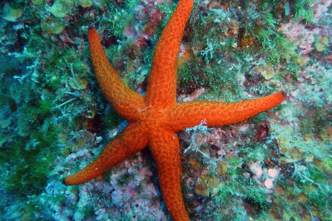 Discover Scuba Diving - Participation Requirements