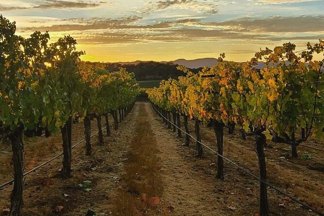 Discover Sonoma's Natural Wineries: A Review - Positive Reviews and Ratings