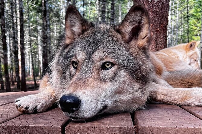 Discover the Beauty of the Wild & Roam in the Spirit of the Wolf - Convenient Meeting Point and Accessibility