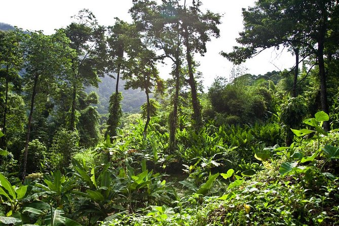Discover the Rainforest - Inclusions and Exclusions