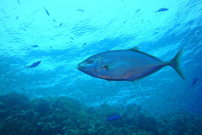 Diving Baptism - Transportation and Accessibility