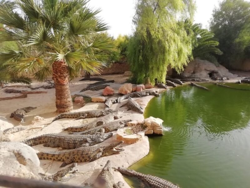 Djerba: Explore Park and Crocodile Farm With Pickup - Crocodile Farm