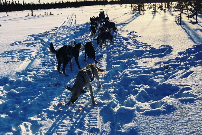 Dog Sledding With Alaskan Huskies Review - Booking and Cancellation Policy